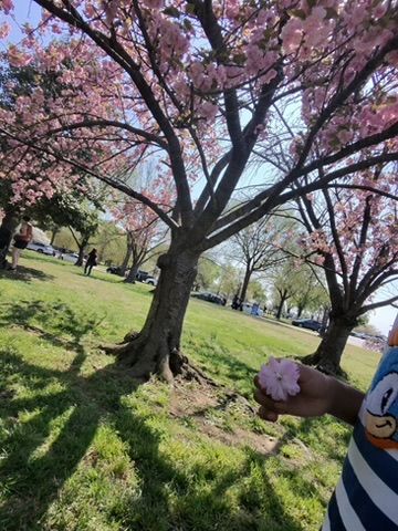Holding a cherry blossom with pink trees in full bloom behind