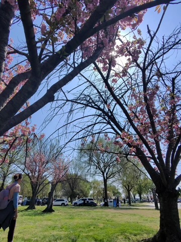 Cherry blossom trees in full bloom with visitors enjoying the sunshine